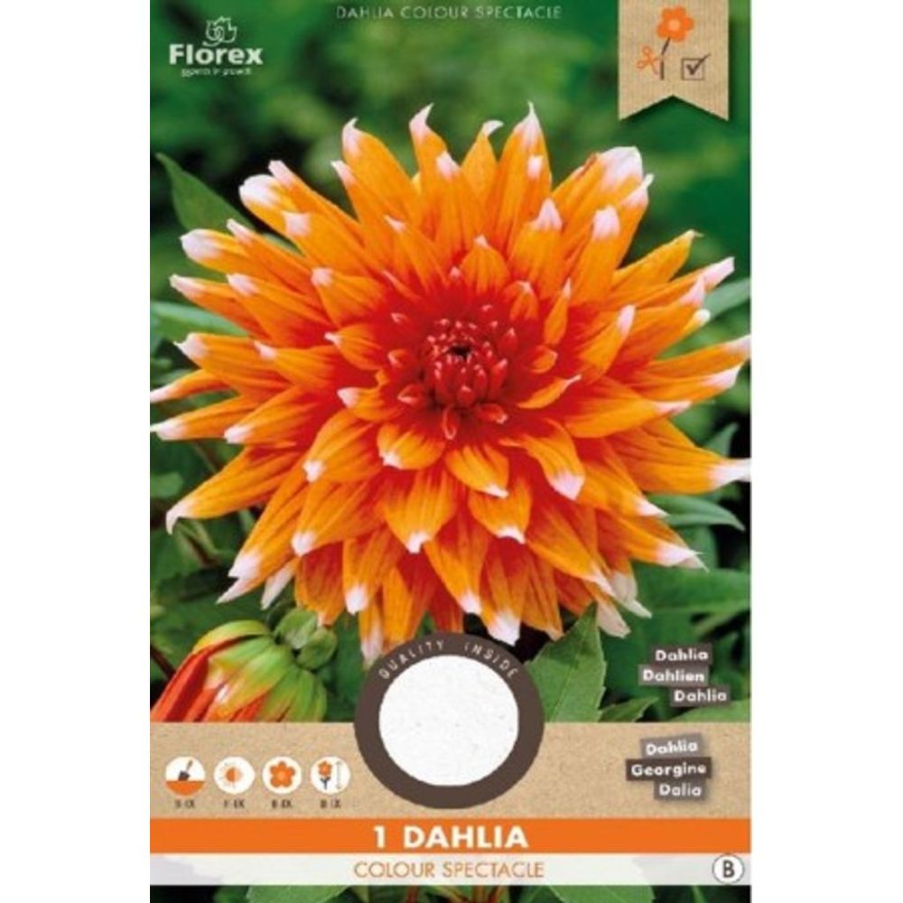 Ντάλια Spectacle Color