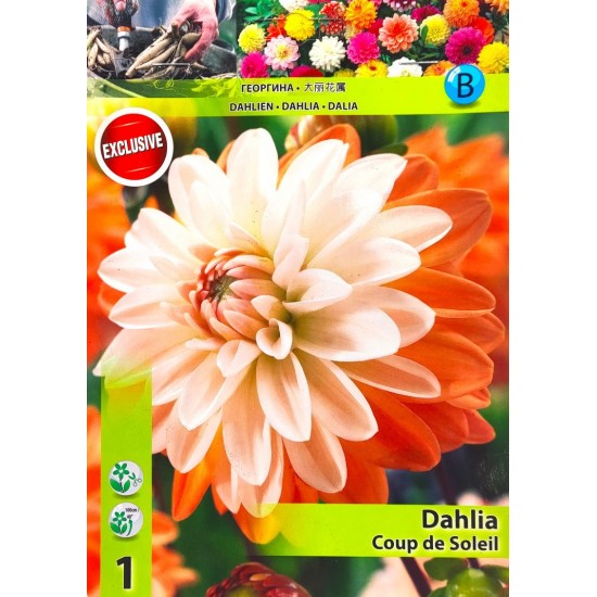 Ντάλια Coup de Soleil