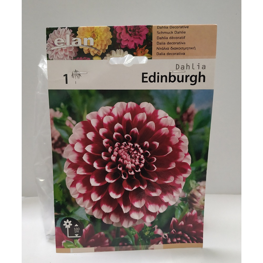 Ντάλια Edinburgh