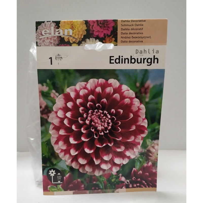 Ντάλια Edinburgh