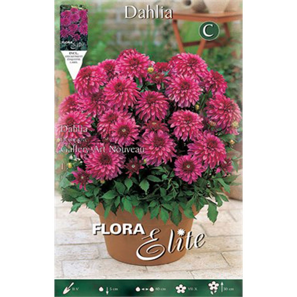 Ντάλια Gallery Art Nouveau 