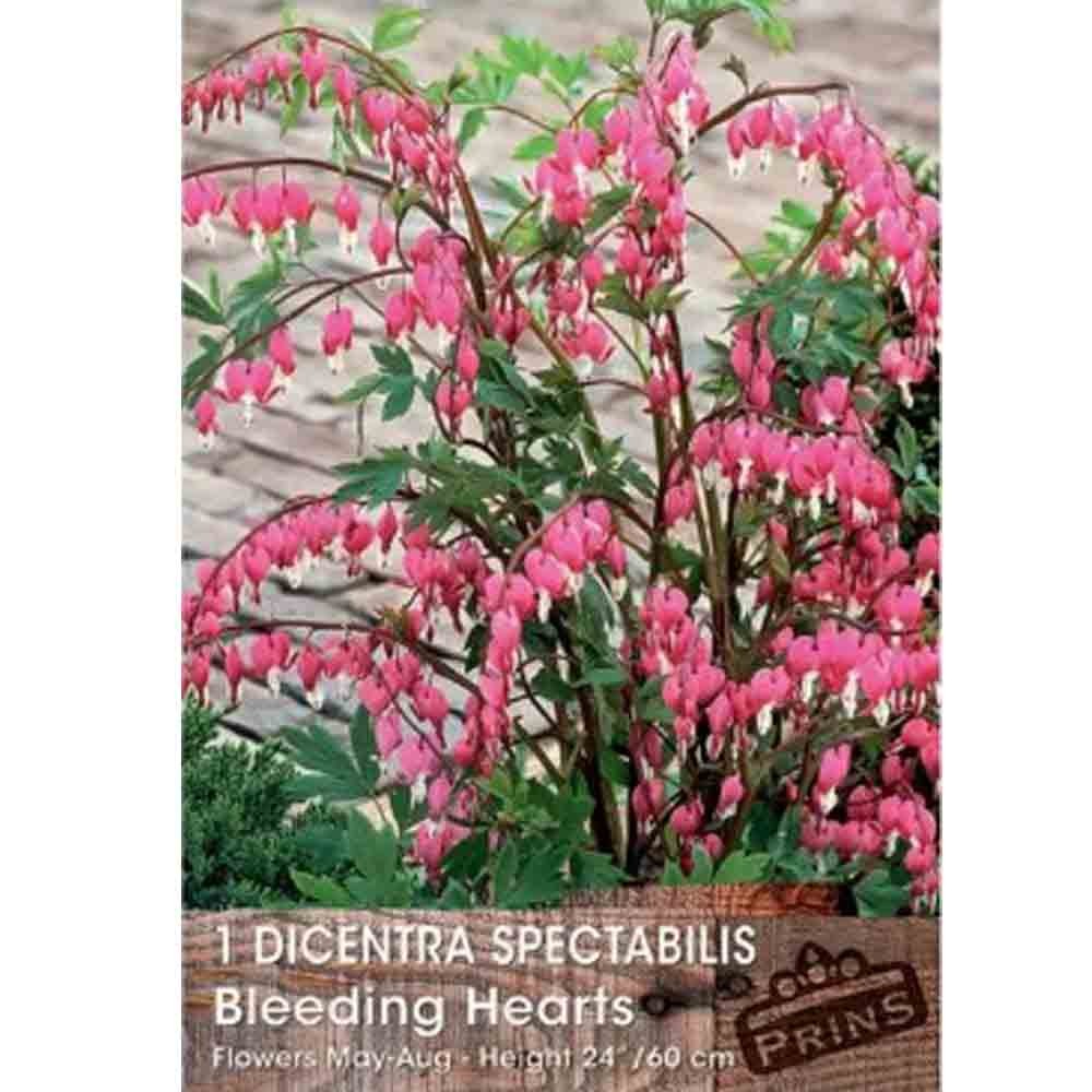 Δισέντρα Ματωμένη Καρδιά