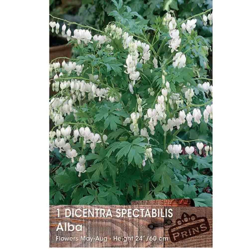 Δισέντρα Άσπρη