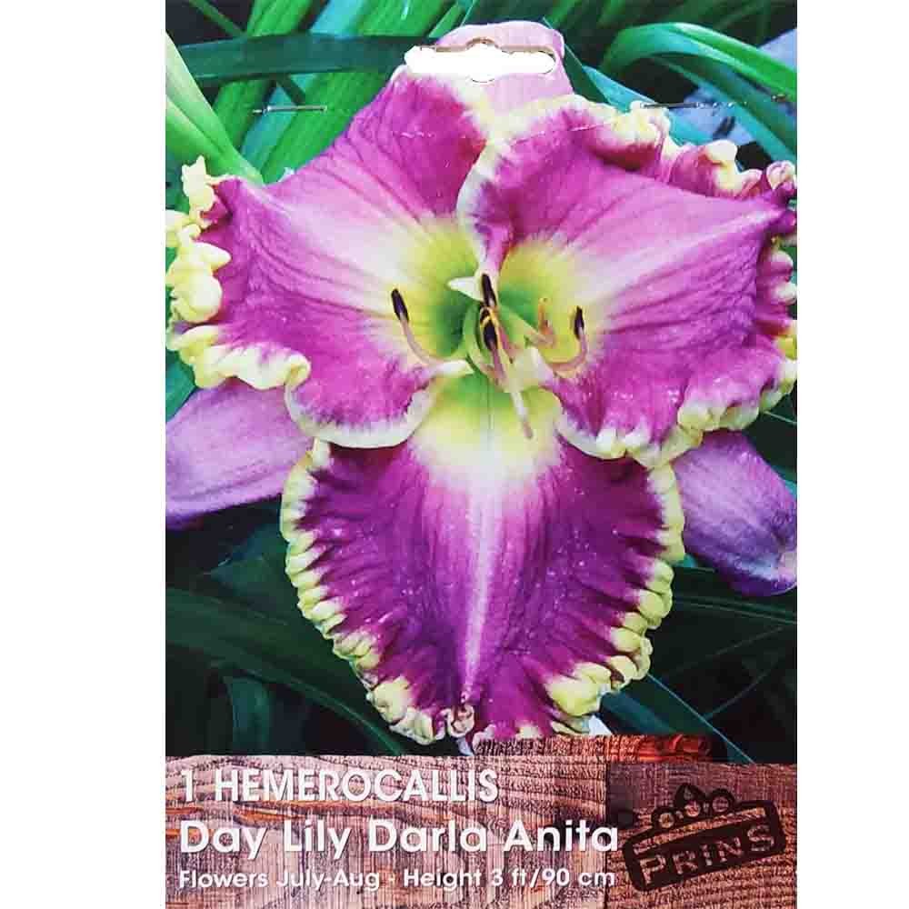 Εμεροκαλλίδα Day Lily Darla Anita 