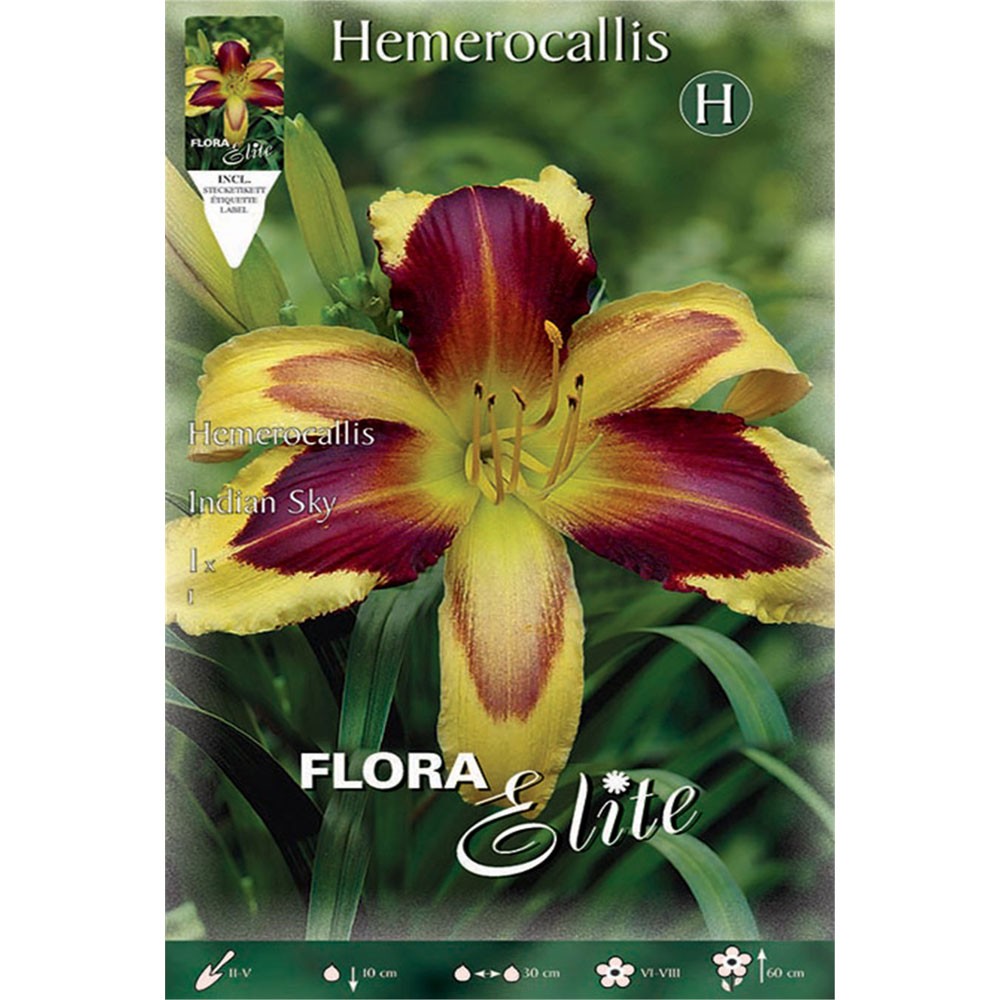 Εμεροκαλλίδα Διπλή Indian Sky 