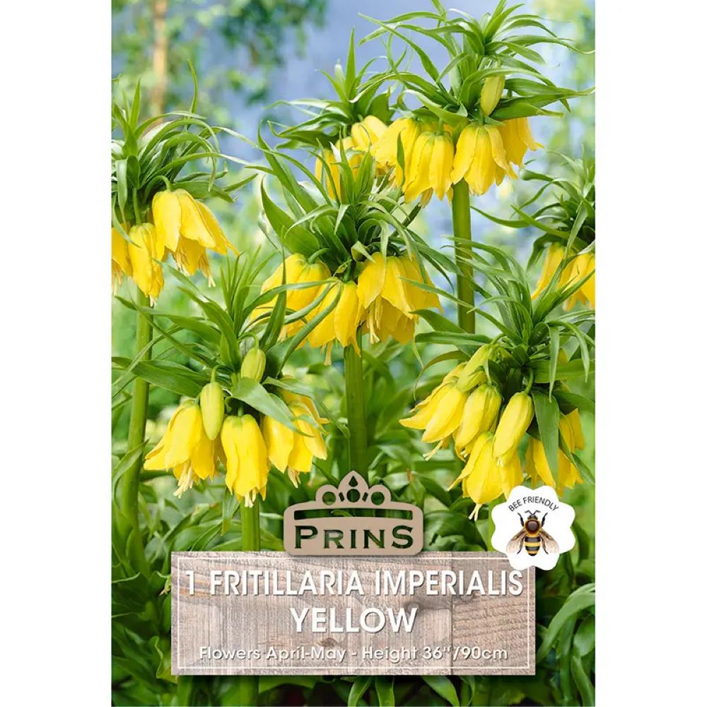 Φριτιλλάρια  Κίτρινη