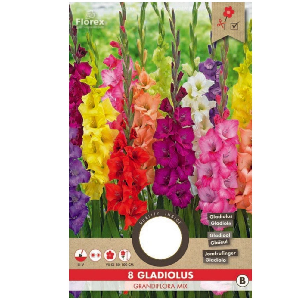 Γλαδιόλα Μίγμα