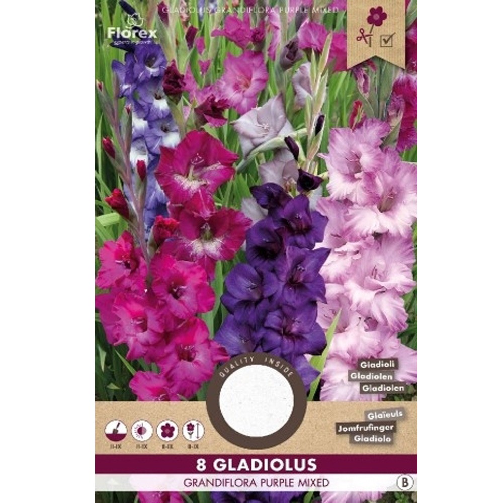 Γλαδιόλα Μωβ Μίγμα