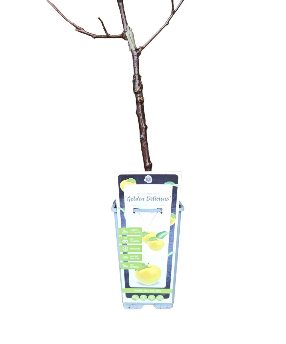 Μηλιά Golden Delicious