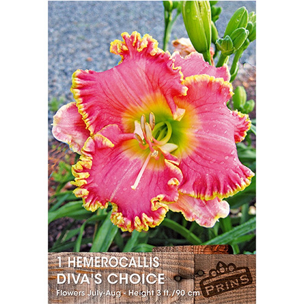 Εμεροκαλλίδα Diva's Choice