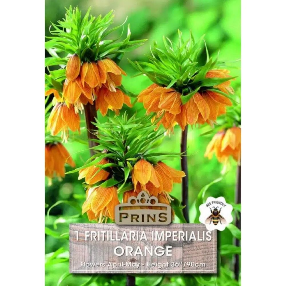 Φριτιλλάρια Πορτοκαλί 