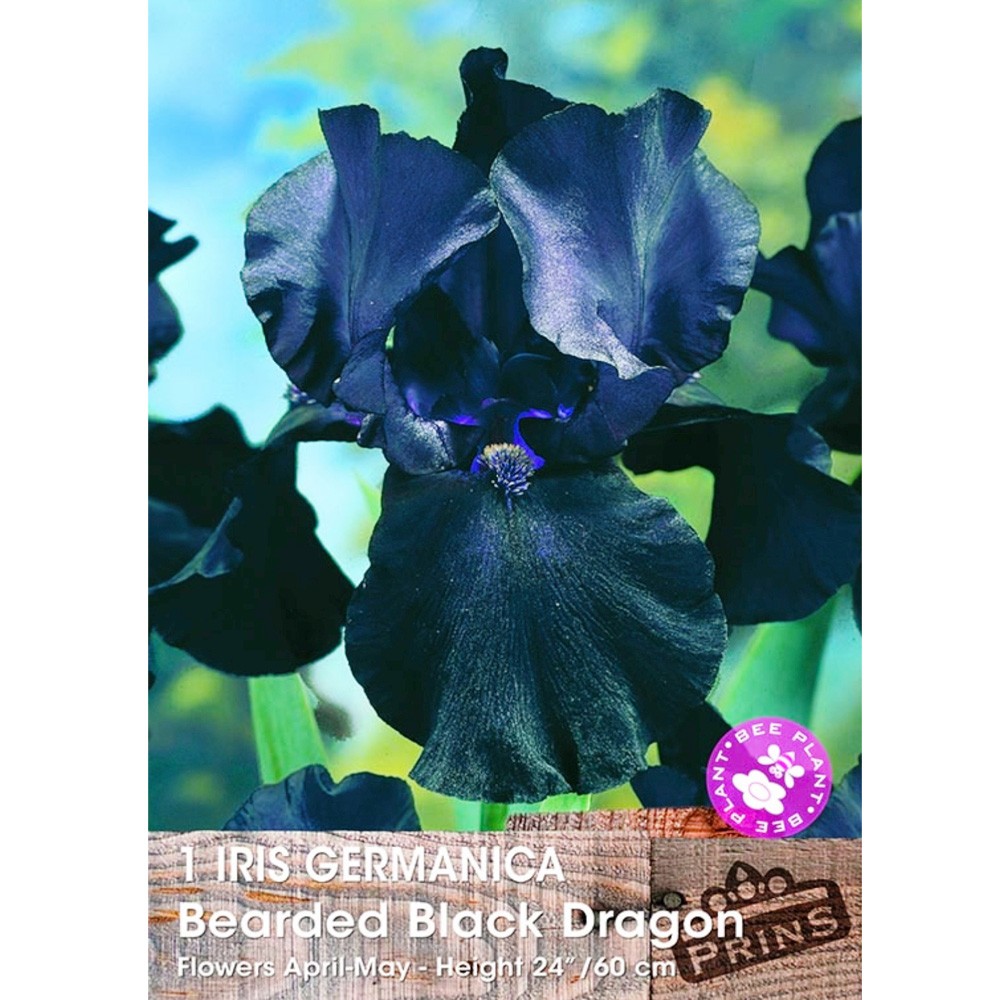 Ίριδα Germanica Bearded Black Dragon