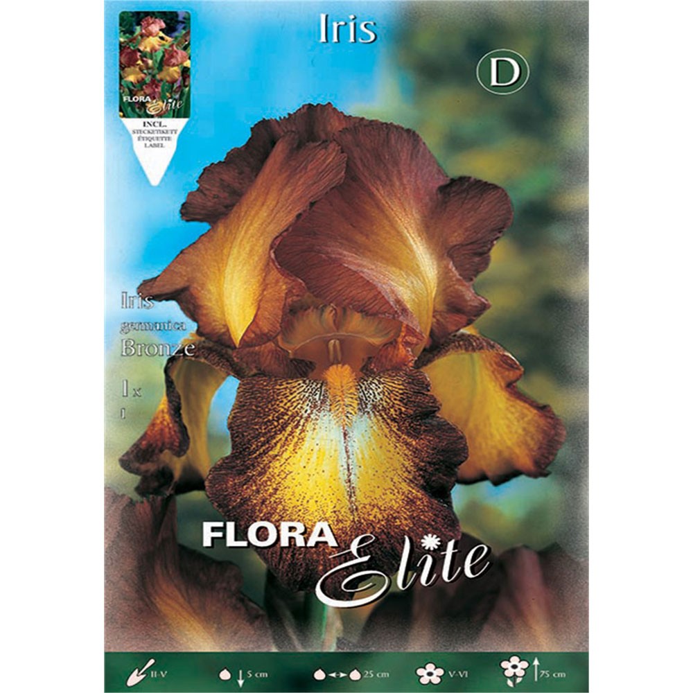 Ίριδα Germanica Bronze