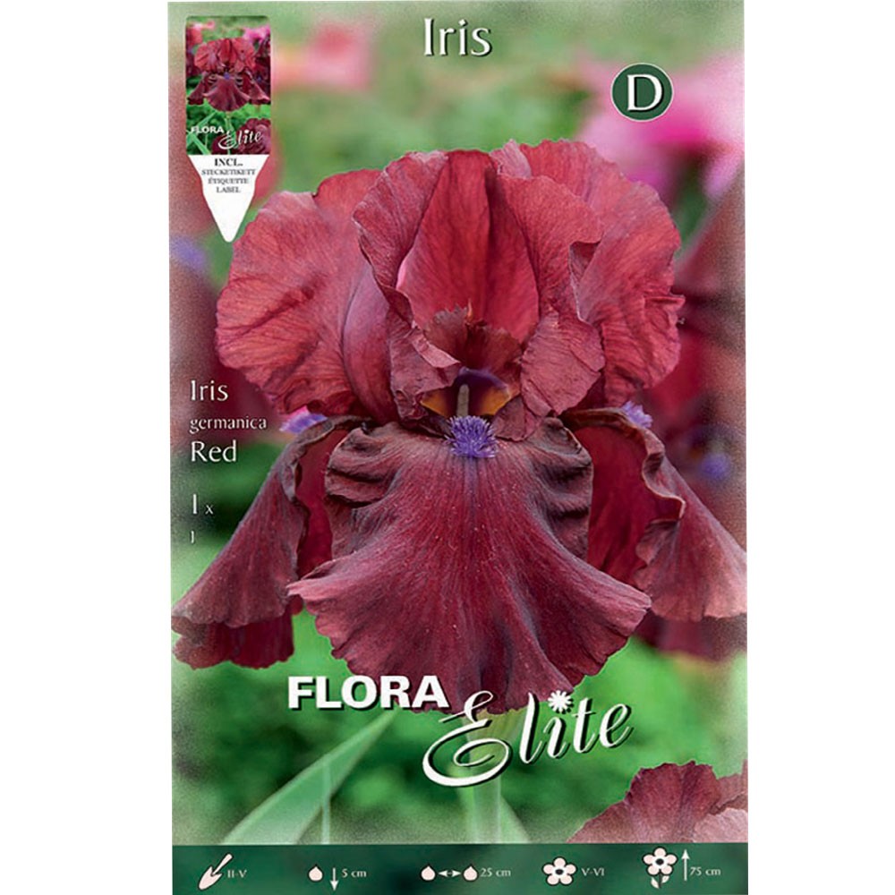 Ίριδα Germanica Red