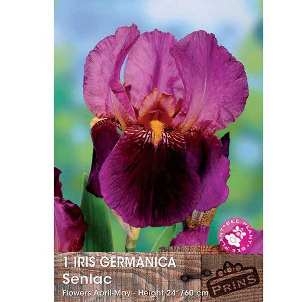 Ίριδα Germanica Senlac