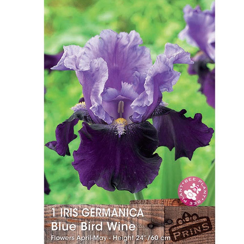 Ίριδα Germanica Blue Bird Wine 