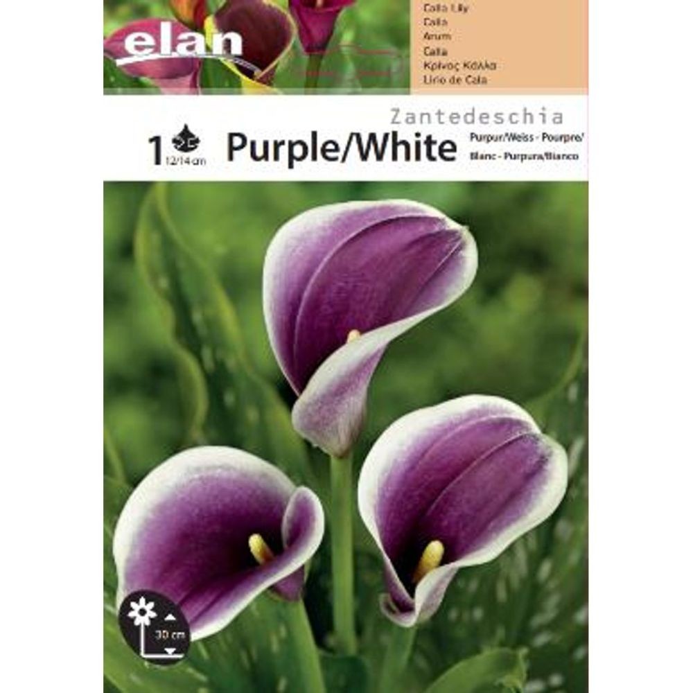 Κάλλα Μωβ/Λευκή