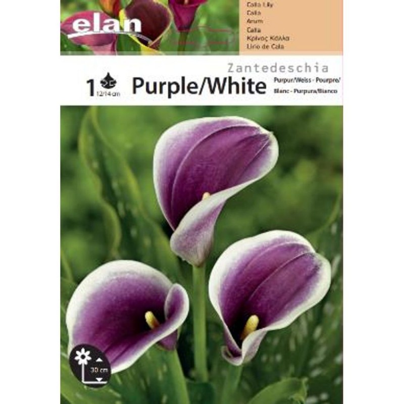 Κάλλα Μωβ/Λευκή