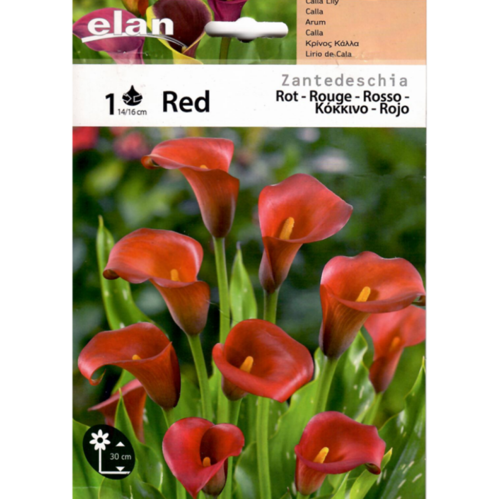 Κάλλα Κόκκινη