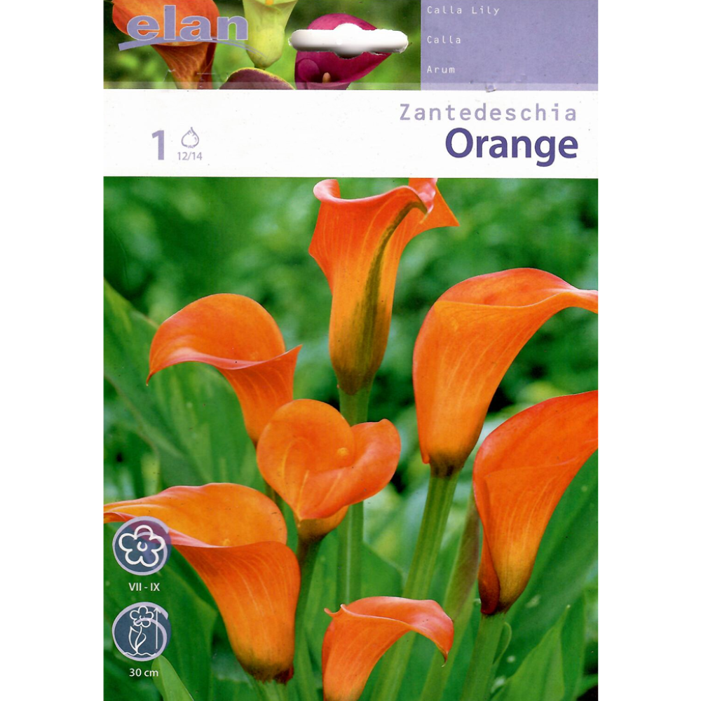 Κάλλα Πορτοκαλί