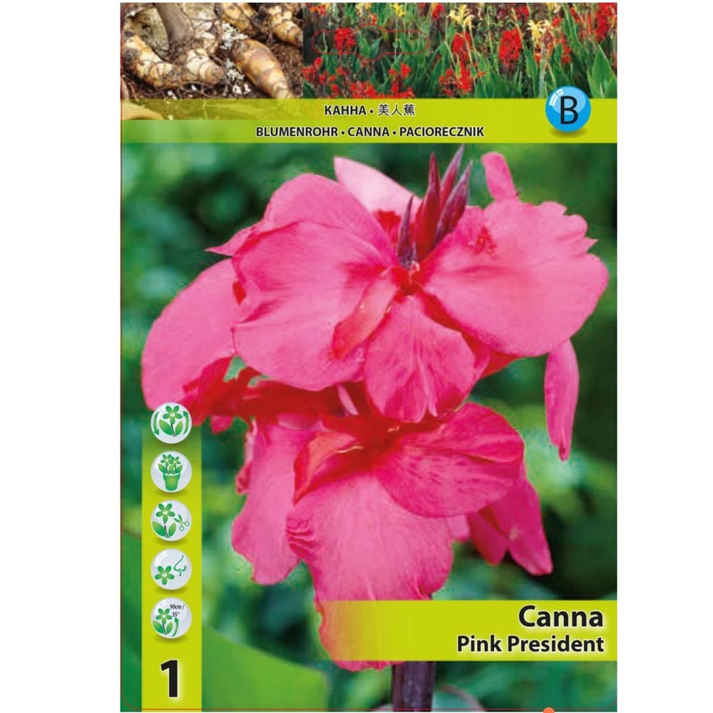 Κάννα Pink President 