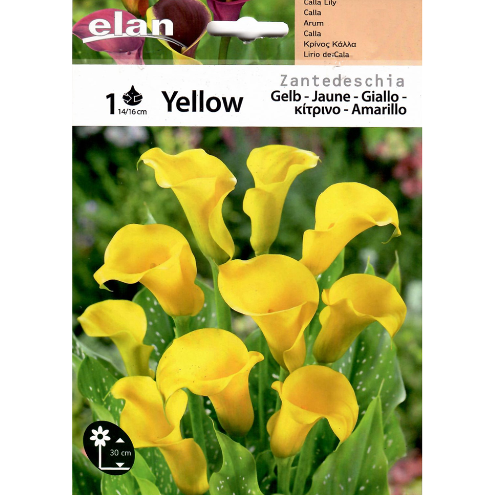 Κάλλα Κίτρινη