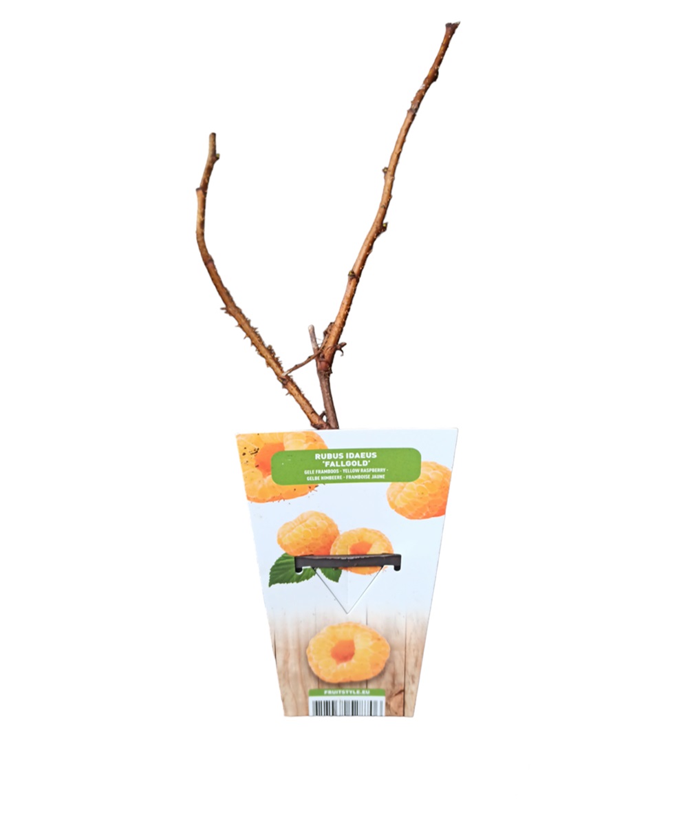 Βατόμουρα Κίτρινα