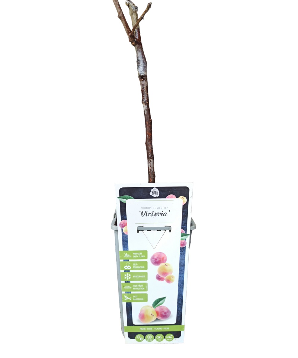 Βανίλια κόκκινη-Άσπρη Victoria