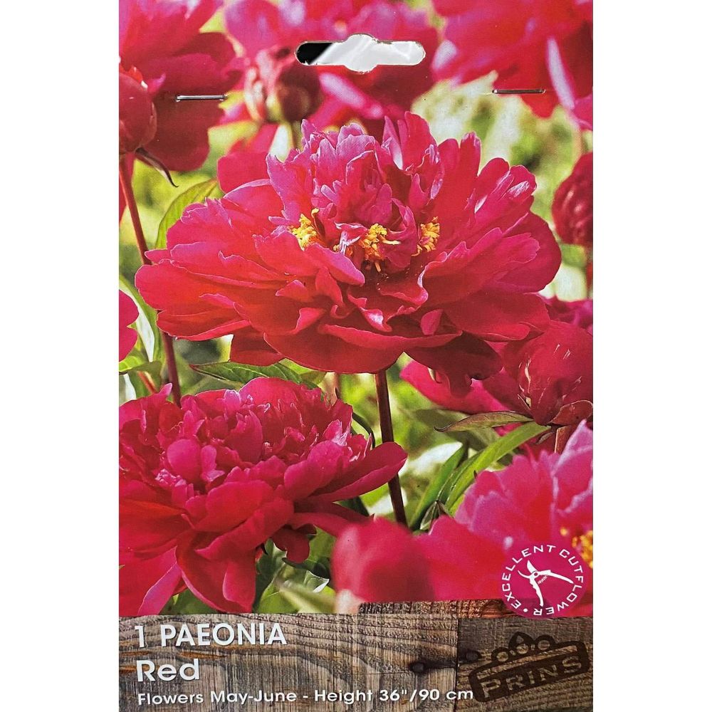 Παιώνια Κόκκινη