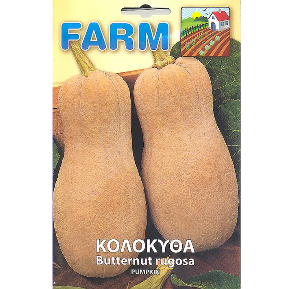 Κολοκύθα Butternut Rugosa