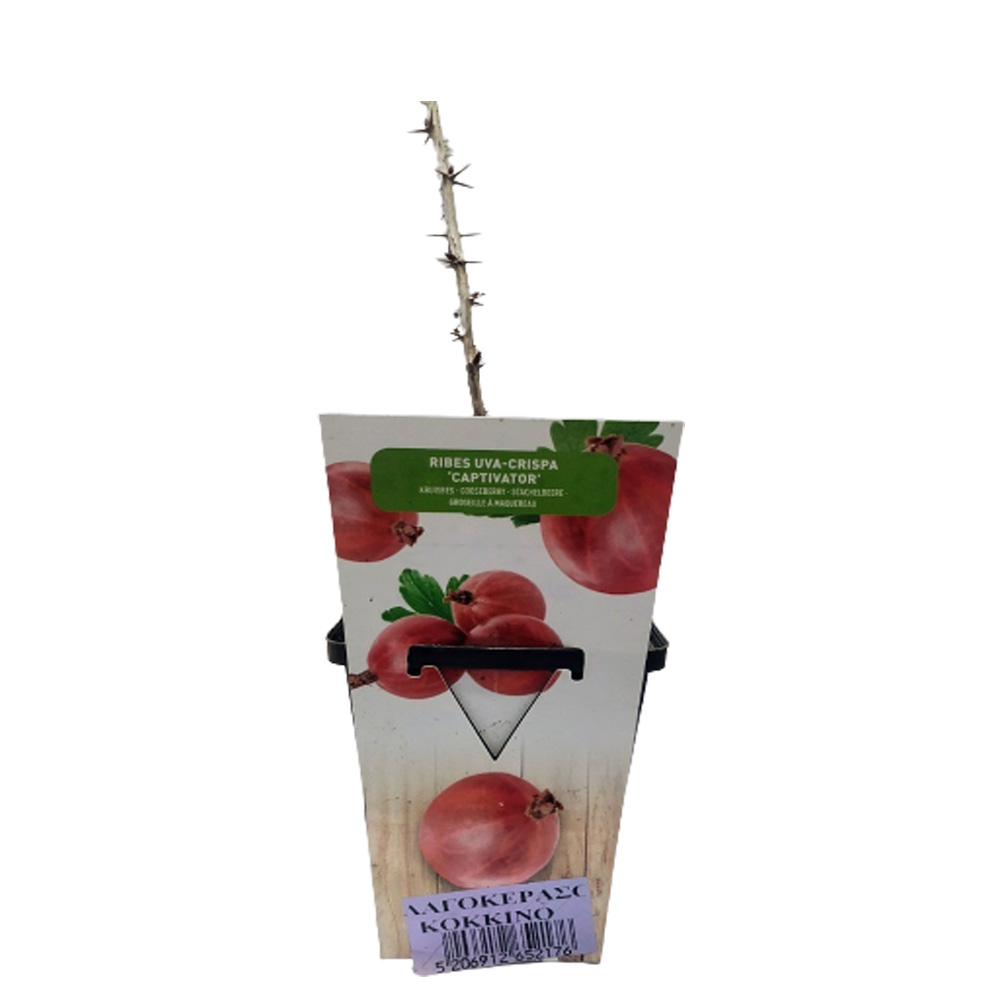 Λαγοκέρασο Κόκκινο