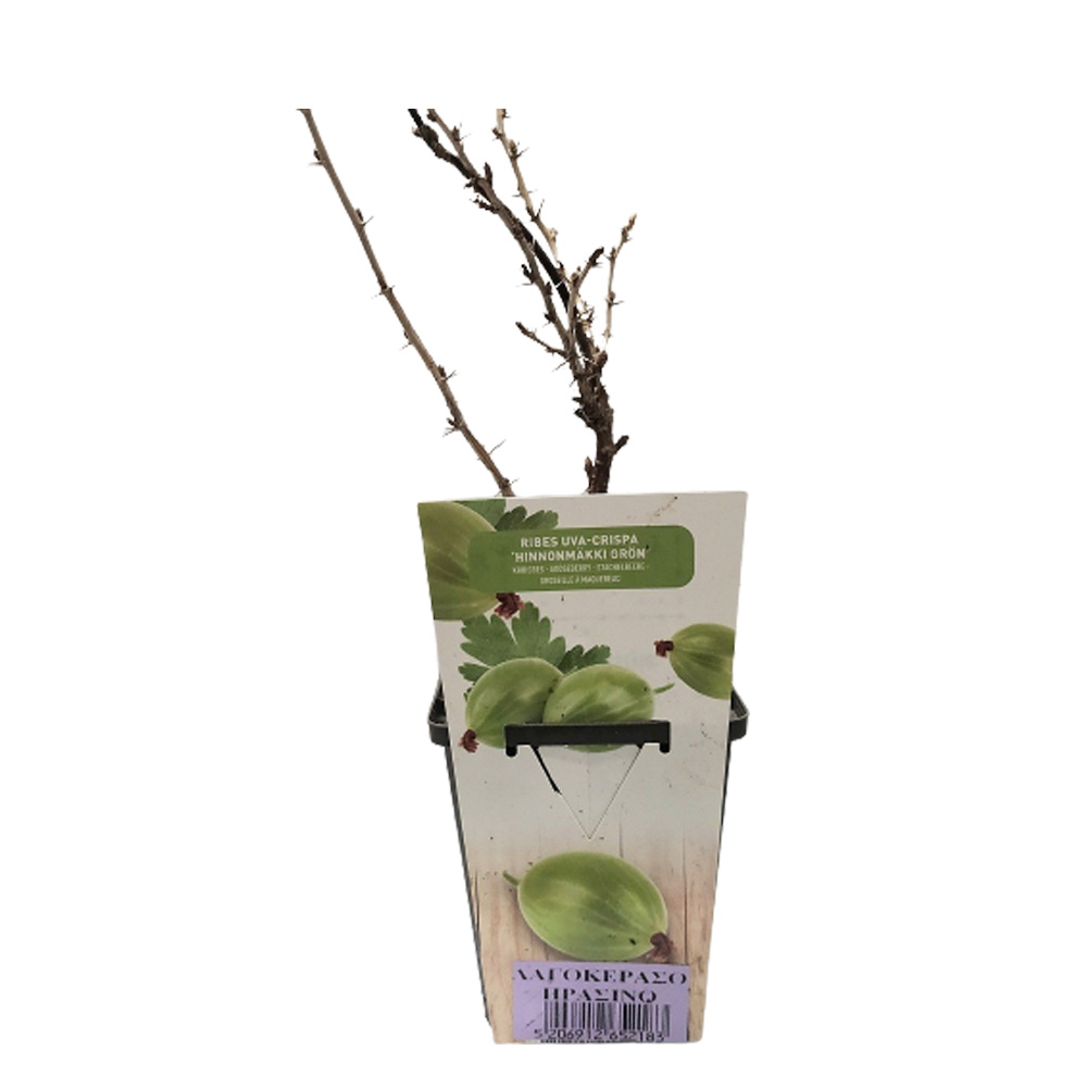 Λαγοκέρασο Πράσινο