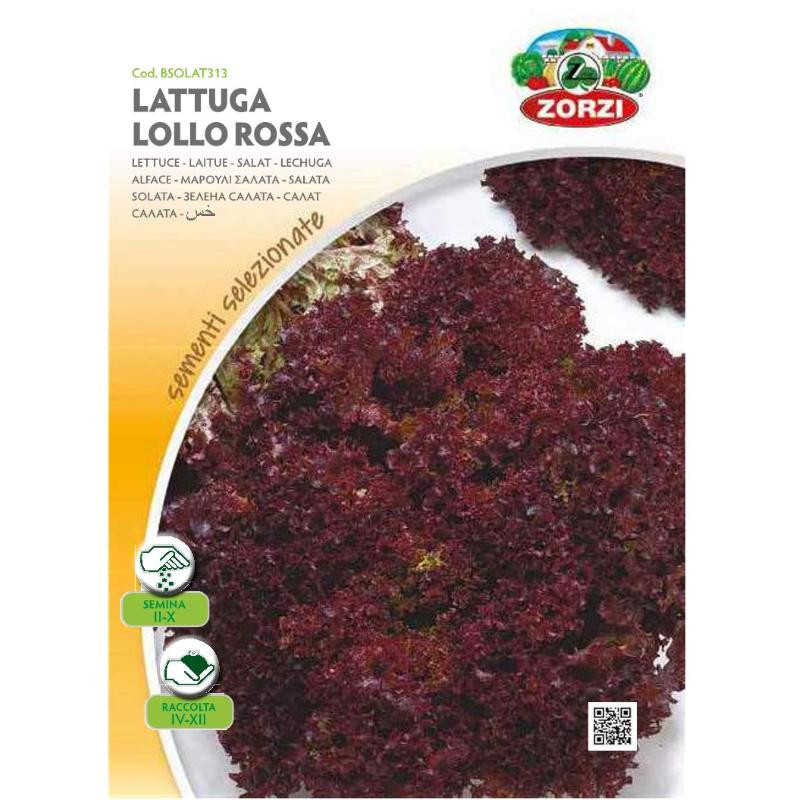 Μαρούλι Κόκκινο Κατσαρό 