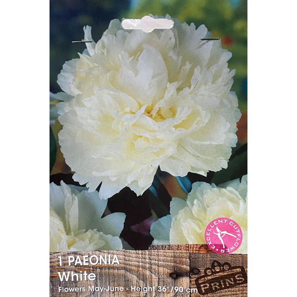 Παιώνια Άσπρη