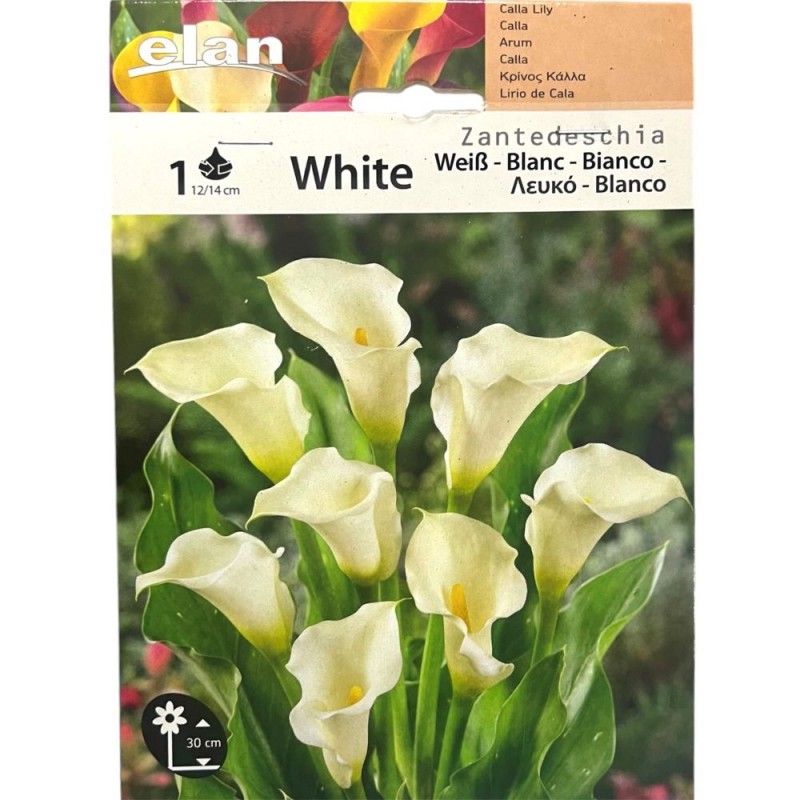 Calla White