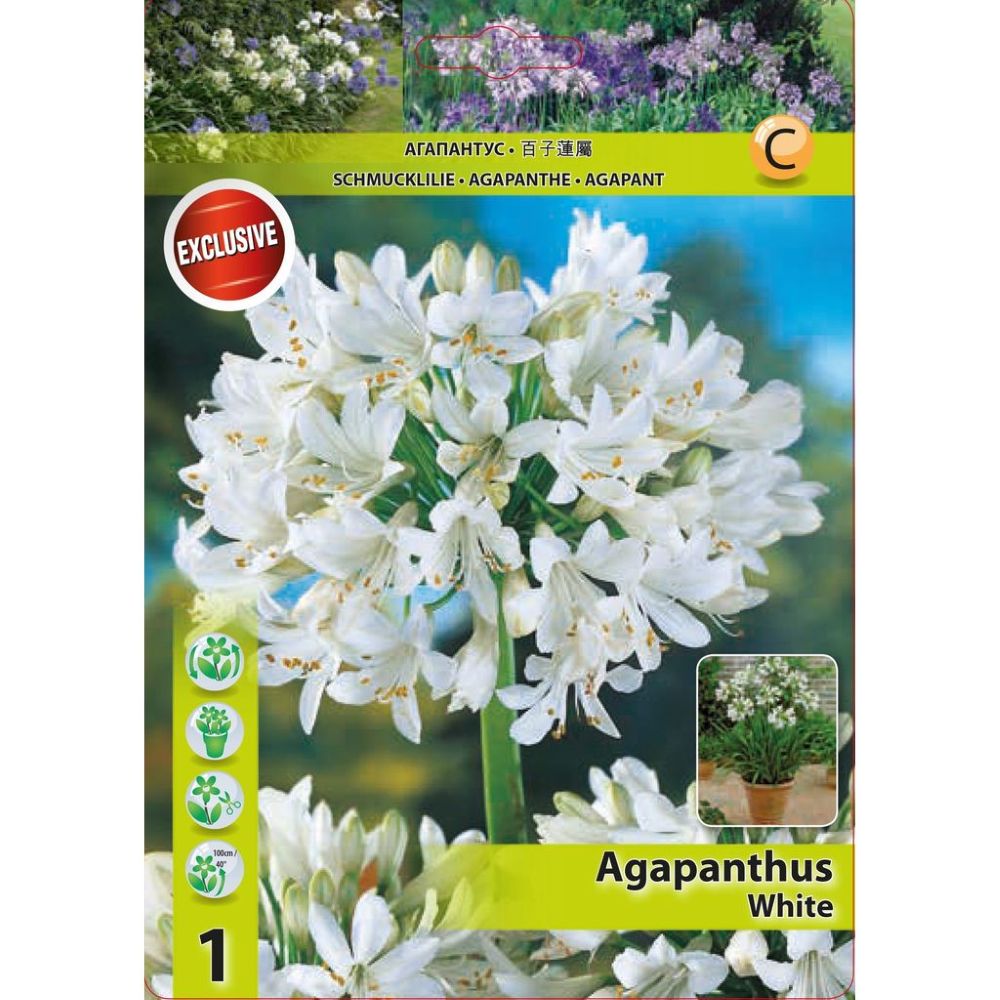 Αγάπανθος  Λευκός