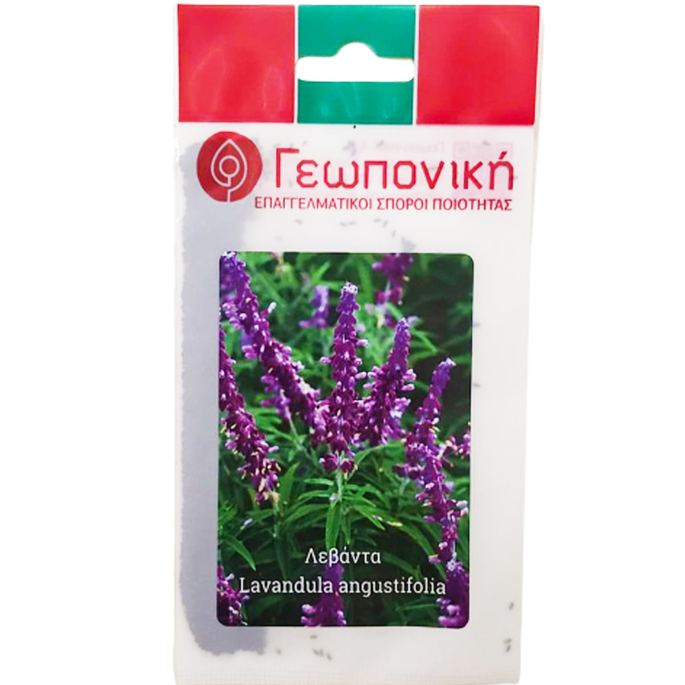 Levandula Angustifolia