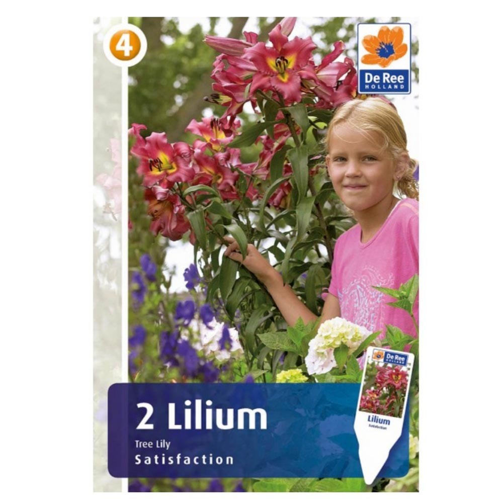 Λίλιουμ Δενδρώδες Satisfaction 