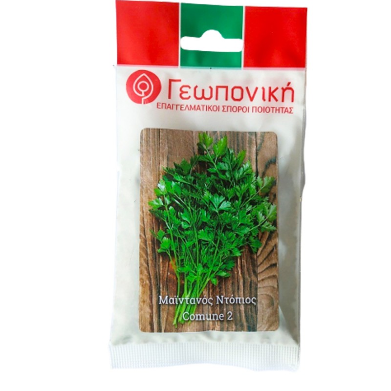 Μαϊντανός Ντόπιος 