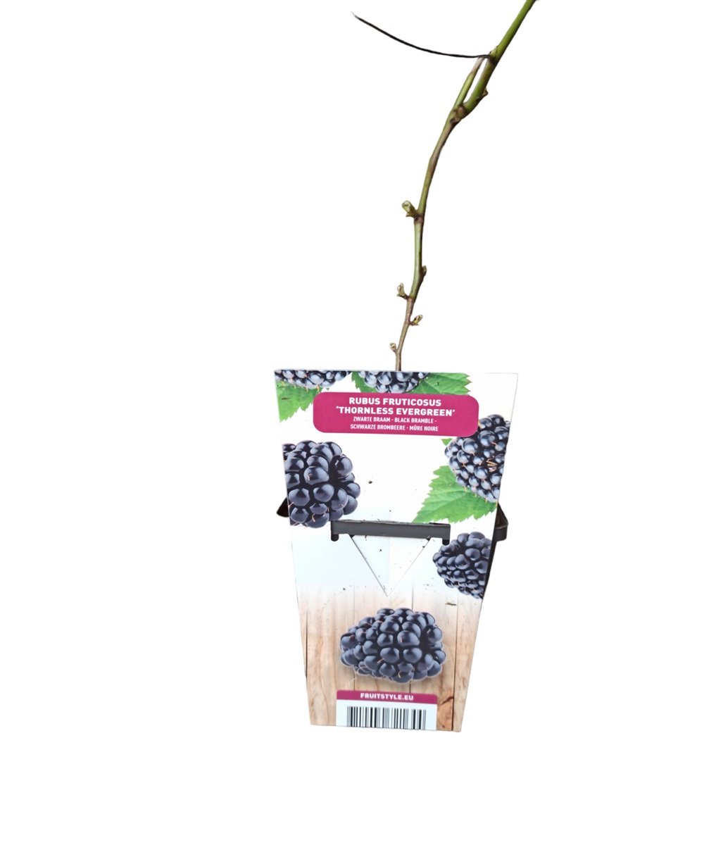 Βατόμουρα Μαύρα