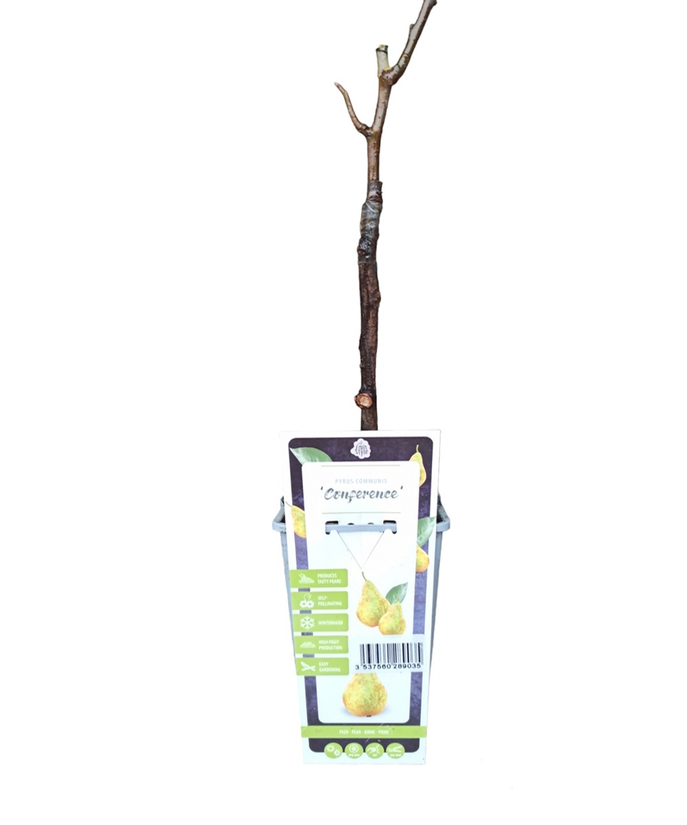 Αχλαδιά Conference