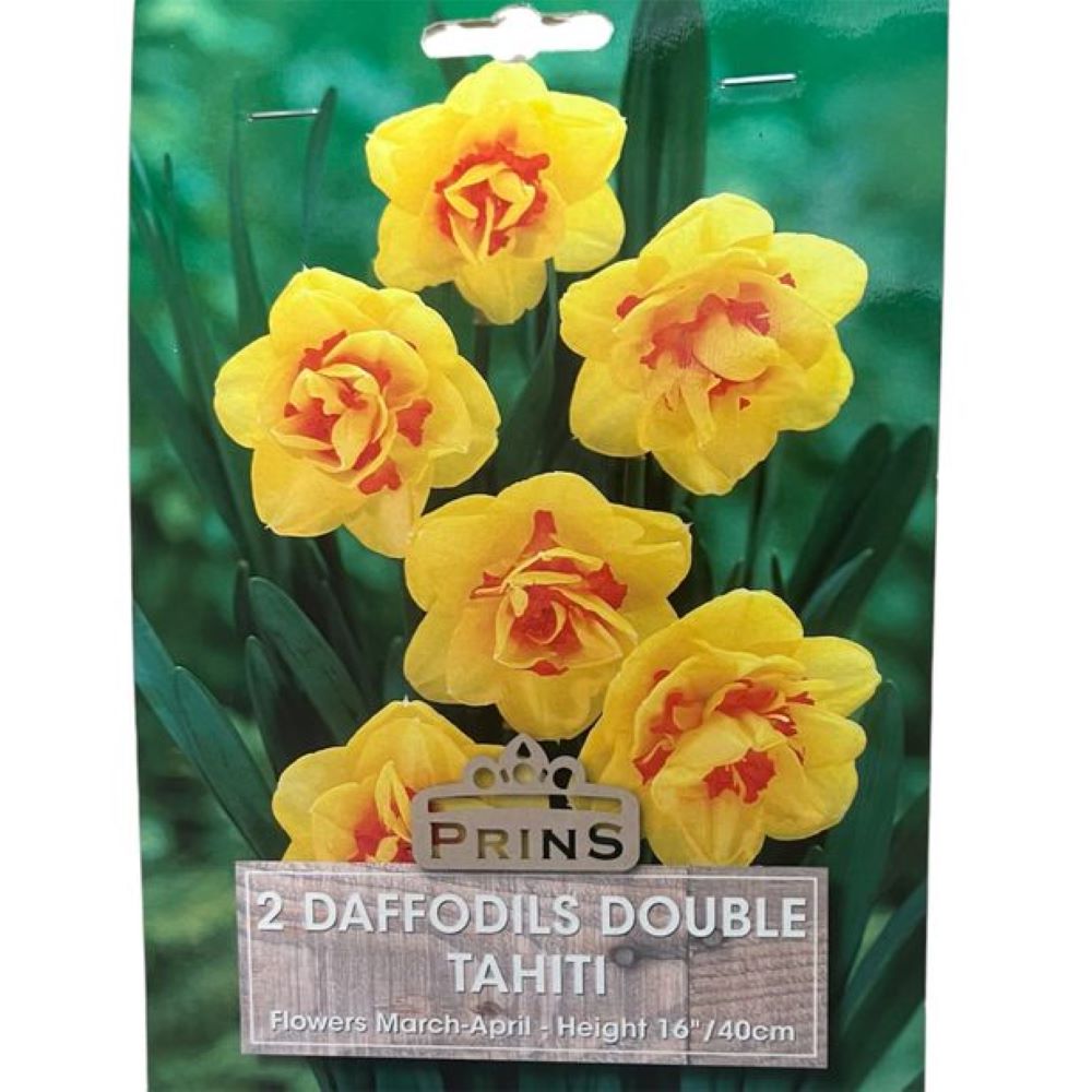 Νάρκισσος Double Tahiti