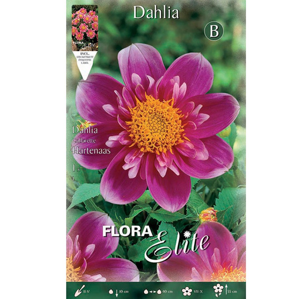 Ντάλια Hartenaas