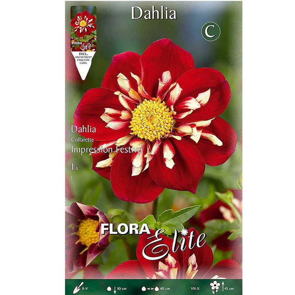 Ντάλια Impression Festivo 