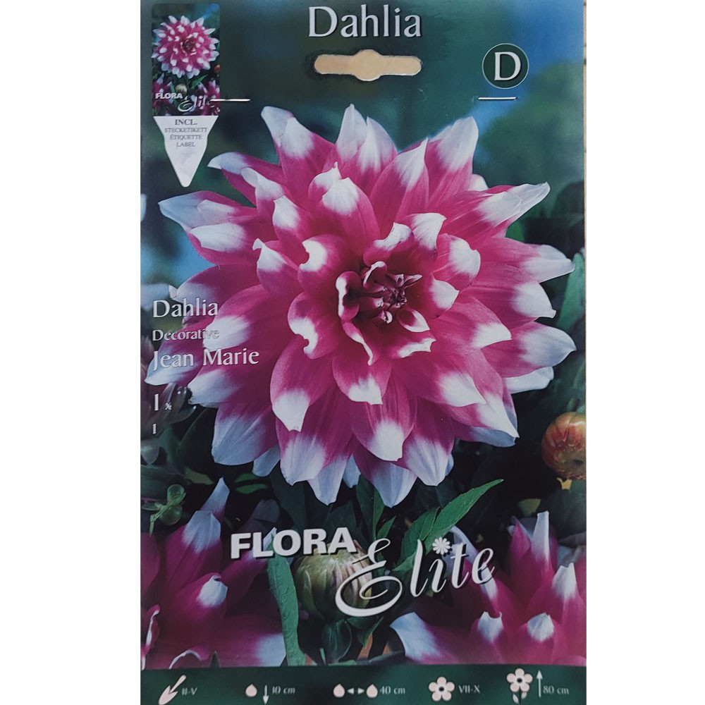 Ντάλια Jean Marie