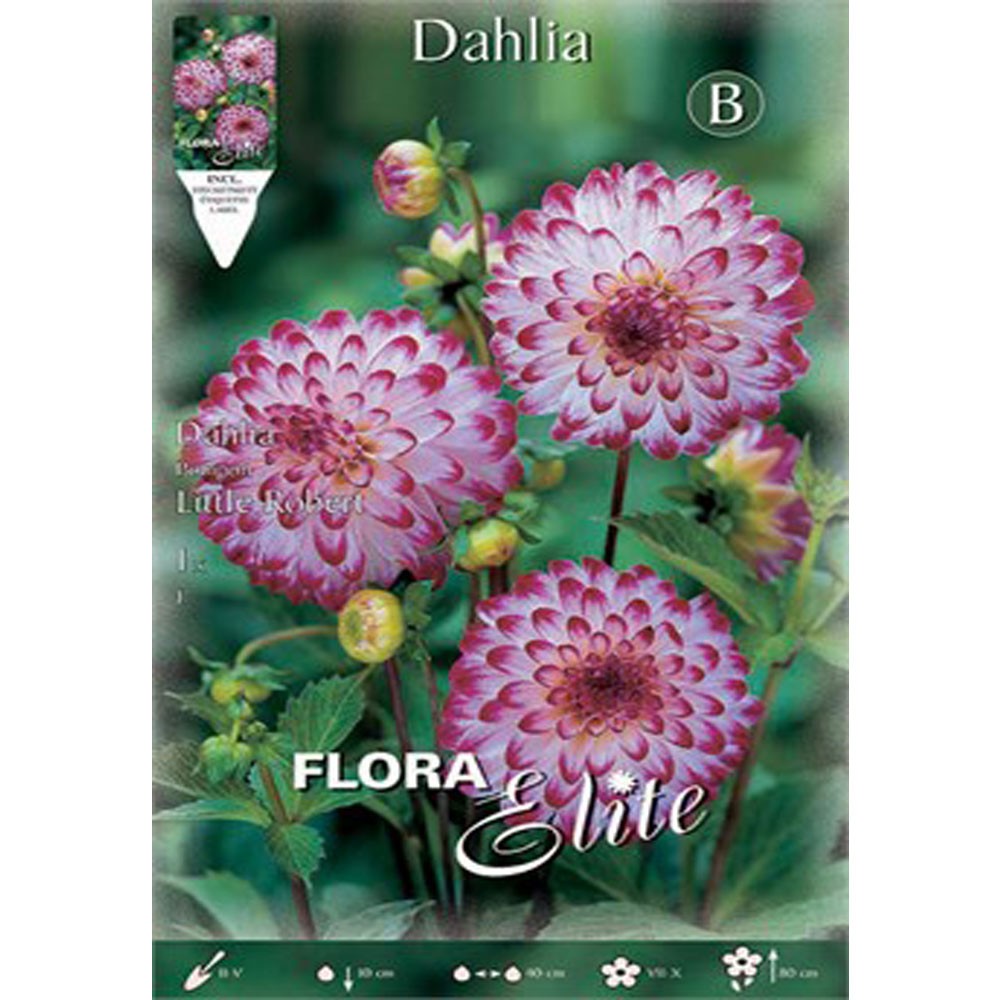 Ντάλια Little Robert 