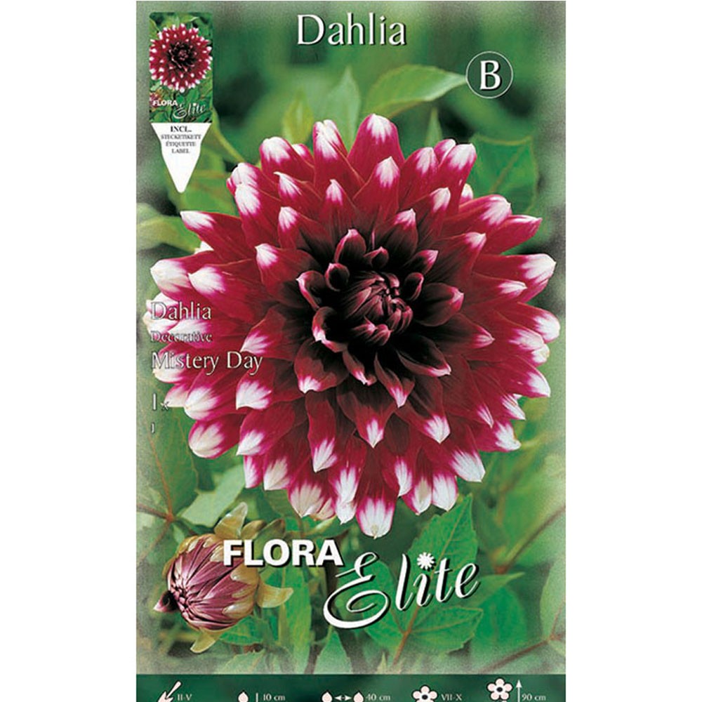 Ντάλια Mistery Day 