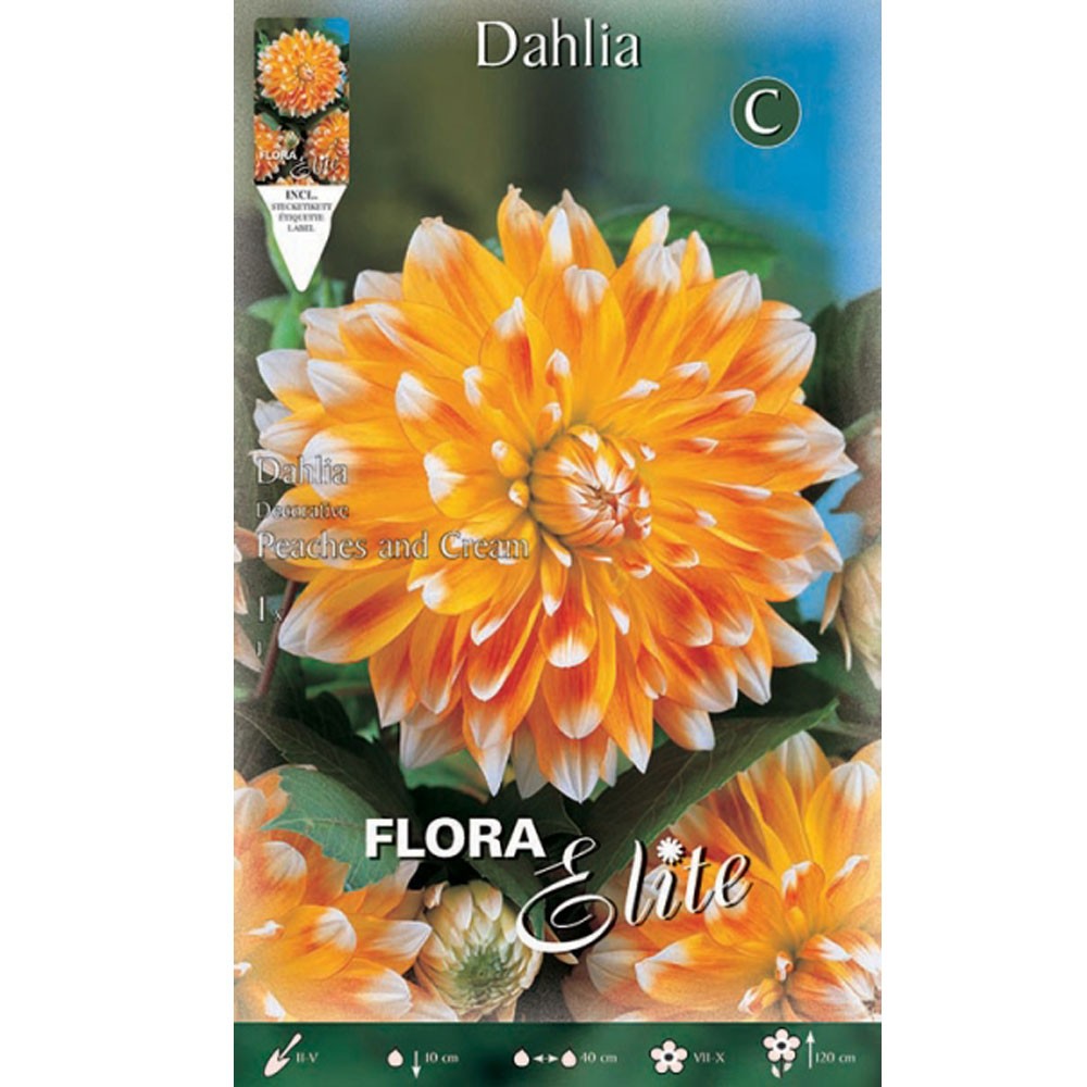 Ντάλια Peaches And Cream