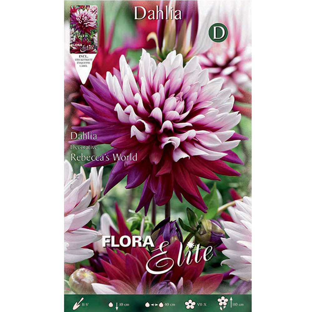 Ντάλια Rebecca's World 