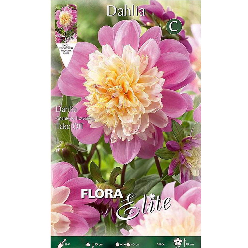 Ντάλια Take Off